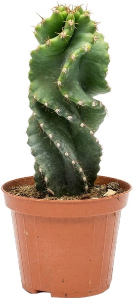 Кактус Цереус Jamacaru spiralis d8/h15