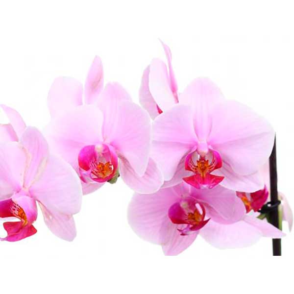 Растение Фаленопсіс 1 стовбур 12х60 см