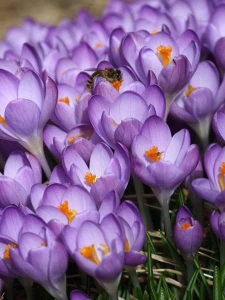 Бульбоцибулина TUBERBULB Export B.V. крокуса ботанічного Барс Пьорпл 5 шт. 