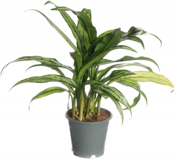 Рослина кімнатна Аглоонема 12/40 мікс