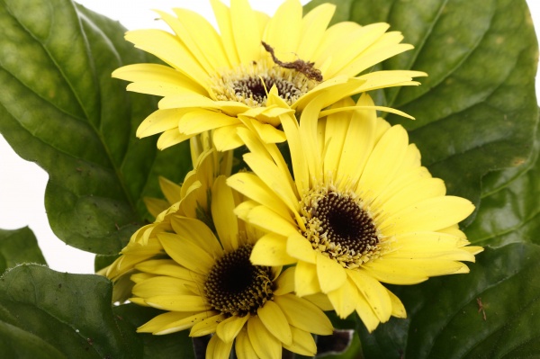 Рослина кімнатна Гербера міні d9/h15