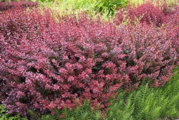 Растение Барбарис Тунберга Атропурпуреа / Berberis thunbergii Atropurpurea С4 / Н 30-40