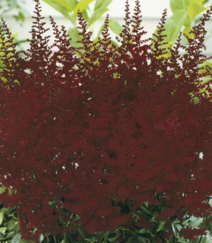 Корневище Яскрава Астильба Etna 1 шт. 