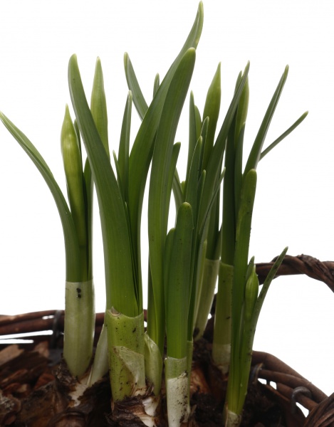 Растение комнатное Корзина Гиацинт 1 + Нарцисс 3 круг две ручки