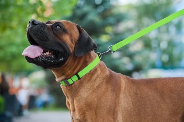 Ошейник WAUDOG Waterproof водостойкий 2,5х35-70 см салатовый