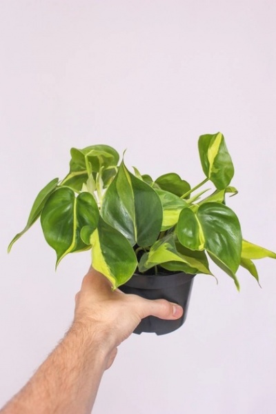 Растение Філодендрон Бразіл d15/h45