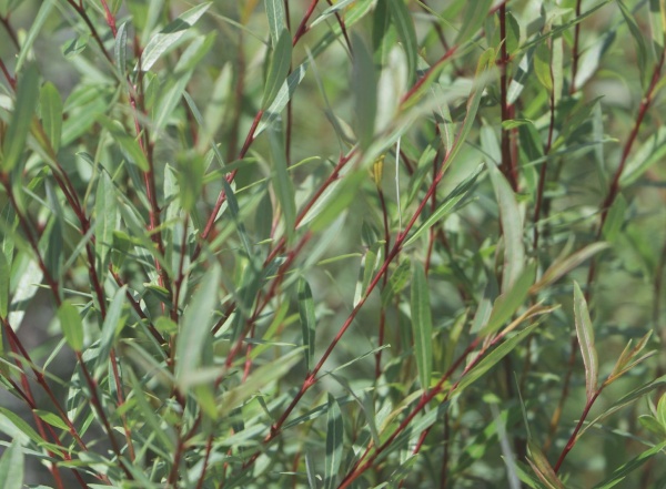 Растение Ива пурпурная/Salix purpurea С2/Н100-140