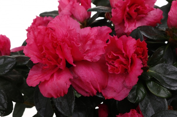 Рослина кімнатна Азалія мікс 17/35