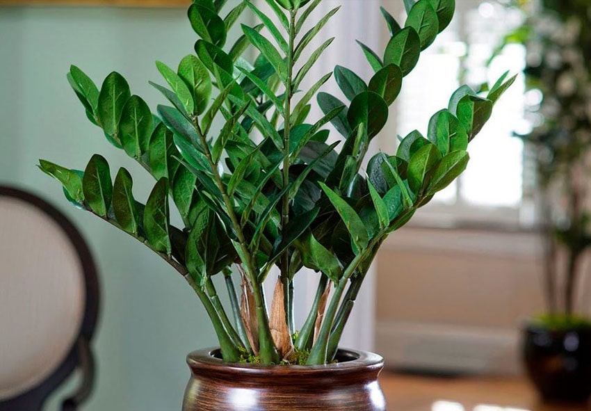 Рослина кімнатна Заміокулькас d19/h70 — фото 1