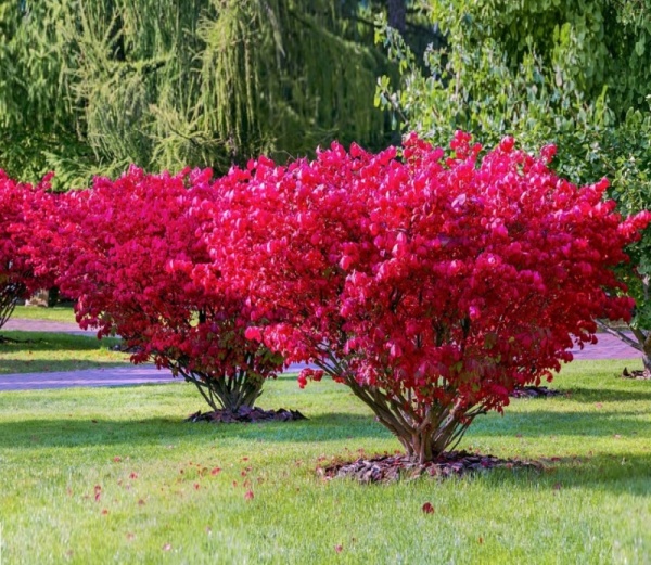 Растение Бересклет европейский Ред Каскад /Euonymus europaeus 'Red Cascade' С3/Н 30-50