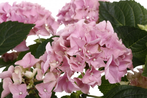 Рослина кімнатна Гортензія макро Мікс 2/3 13/30