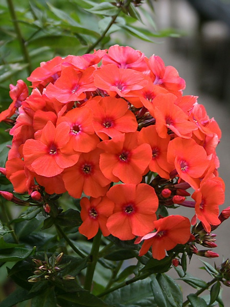 Корневище флокса Оранж Перфекшион 1 шт. 