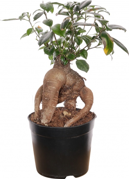 Рослина кімнатна Фікус 11/25 гінсенг