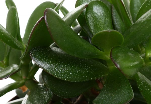 Рослина Красула 12х30 см овата