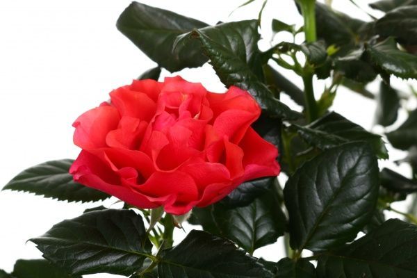 Растение Роза Кордана милкоголовая 10,5х20 см