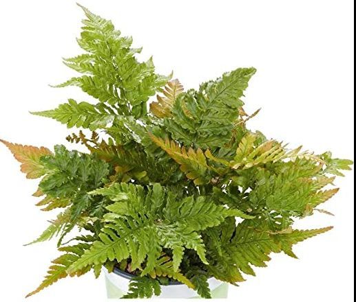 Растение декоративное Лотос К Щитовик красносорусовый (Dryopteris erythrosora)