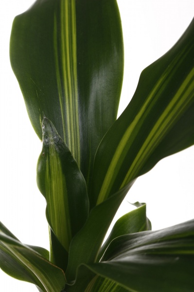 Растение Растения микс в цветной керамике d6/h10