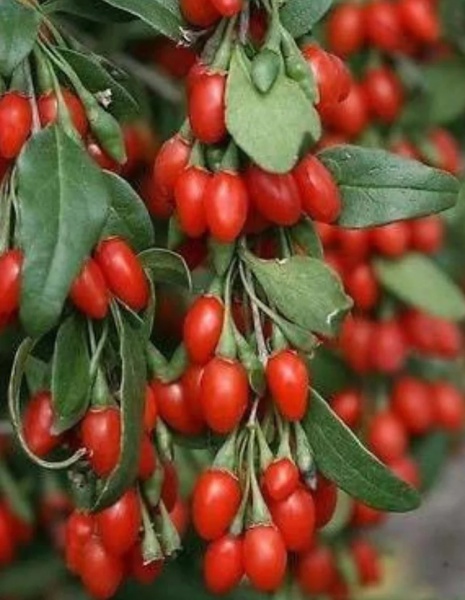 Растение Дереза обычная/Lycium barbarum С3/Н 30-40