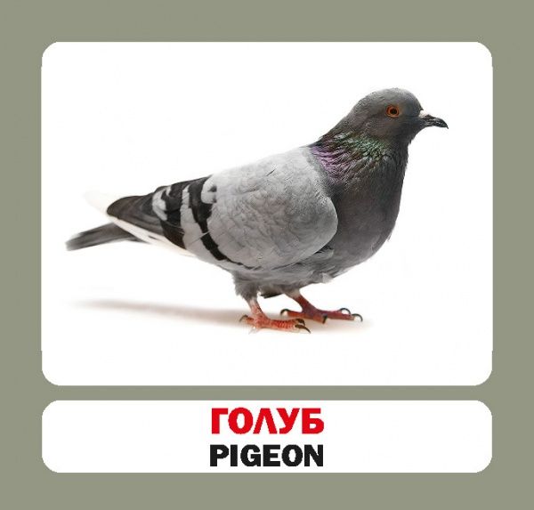 Книга «Навчальний посібник. Птахи. англ-укр» 978-617-736-046-8