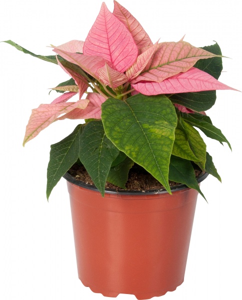 Рослина кімнатна Пуансетія пінк 12x30