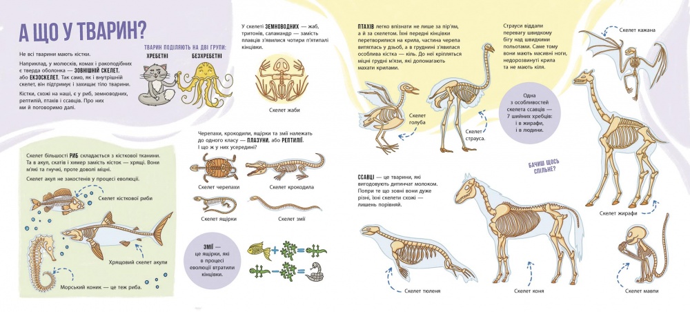 Книга Булгакова Г. «Енциклопедія з віконцями: Скелети і кістки» 978-617-09-9671-8