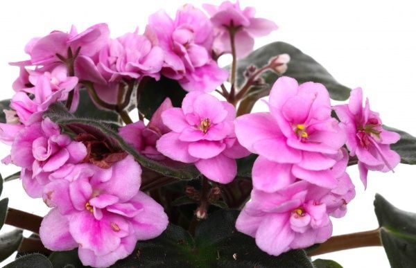 Рослина кімнатна Сенполія махрова 10x20 см