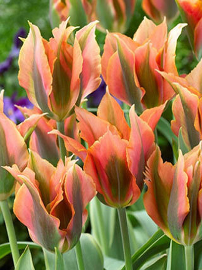 Луковица тюльпана зеленоцветкового Артист 3 шт.