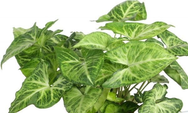 Растение Сингониум Arrow 12x20 см