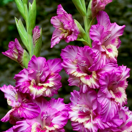 Луковица Гладиолус гофрированный Vuvuzela Frizzle 3 шт. Яскрава