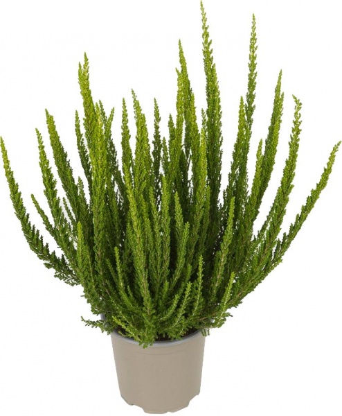 Растение Вереск каллуна темно-зеленая Зелда d12/h25