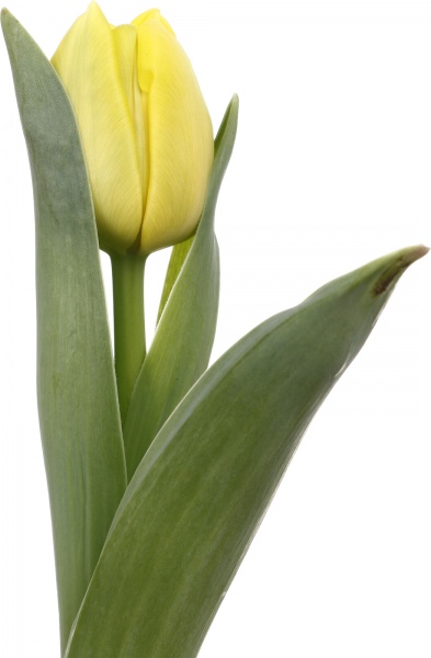 Рослина кімнатна Тюльпан d9/h15