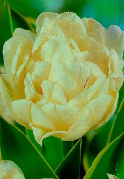 Цибулина Яскрава Double Montreux 3 шт. 