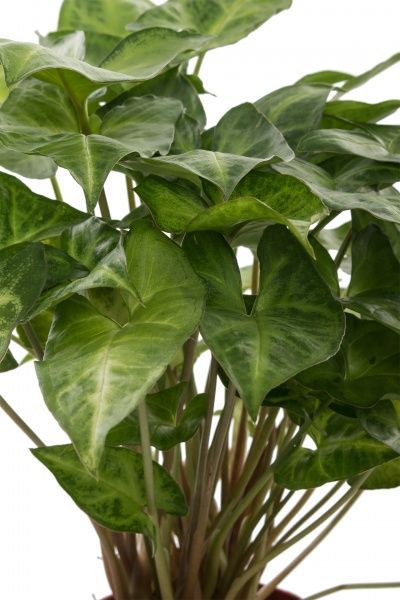 Рослина кімнатна Сінгоніум мікс 12x25 см