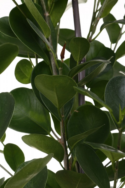 Растение Фикус мокламе d24/h120