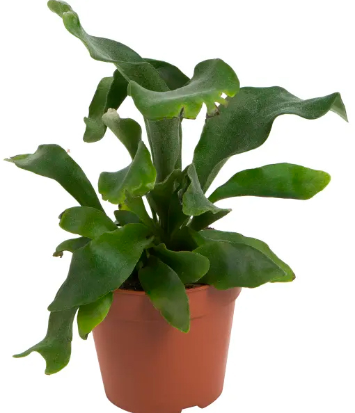 Растение Платицериум Bifurcatum 12x30 см