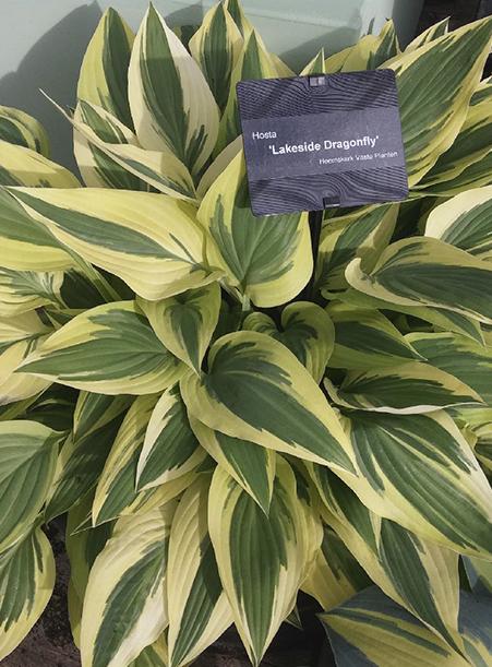 Кореневище Хоста Lakeside Dragonfly 1 шт. Яскрава