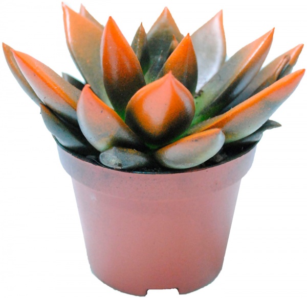 Рослина кімнатна Ехеверія кольорова розписна мікс d12/h15
