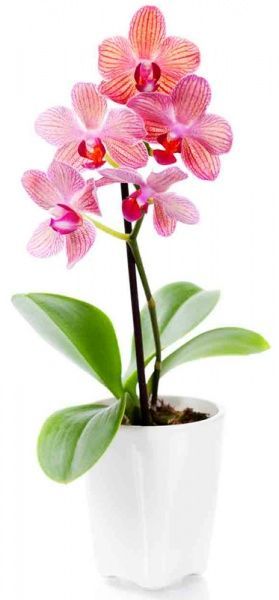 Растение Фаленопсис микс 1 ветка 9х35/45 см