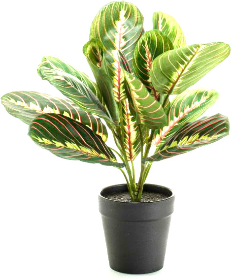 Рослина кімнатна Маранта 12x30 см 