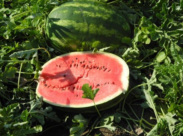 Семена Професійне насіння арбуз Топ Мара F1 8 шт. (4820176692146)