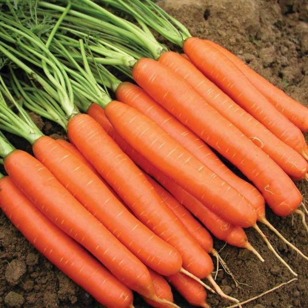 Семена Професійне насіння морковь Нантес Тип Топ для детского питания 1г (4820176692825)