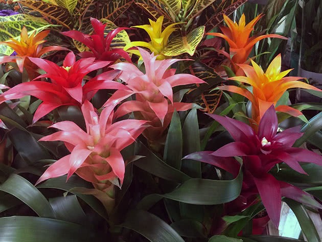 Рослина Бромелієві 9х40 мікс