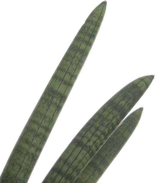 Растение Сансивьерия Сylindrica микс 12х45 см