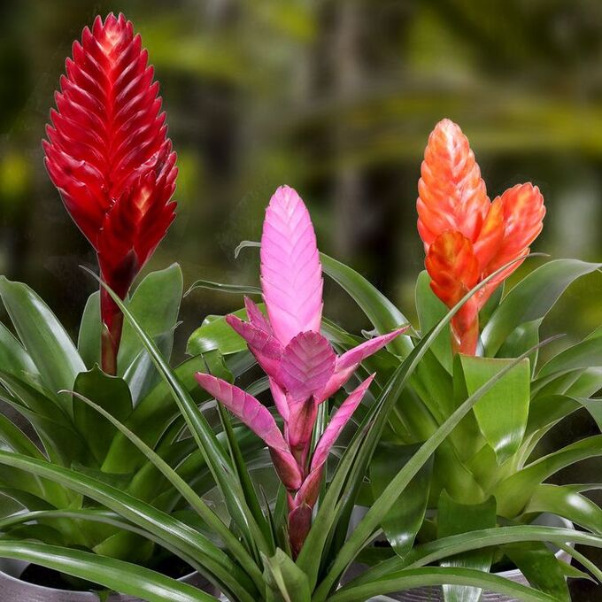 Растение Вриезия 9х30 микс