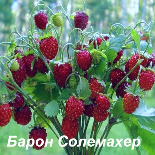 Саженец Брусвяна Земляника Барон Солемахер 0,5 л