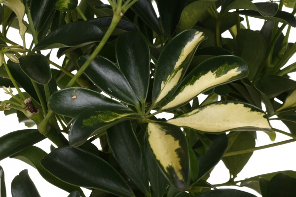 Рослина Шефлера 19/75 влехт Art.№10898424