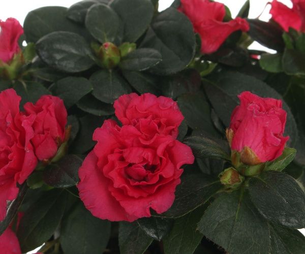 Растение Азалия микс 10/20