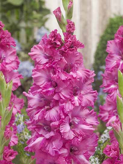 Клубнелуковица гладиолуса Грозный 3 шт. 