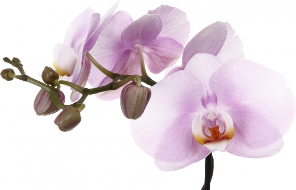 Растение Фаленопсис 1-2 ветки микс d12/h40