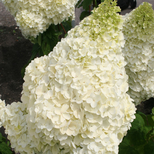 Растение декоративное Яскрава Гортензия Silver Dollar